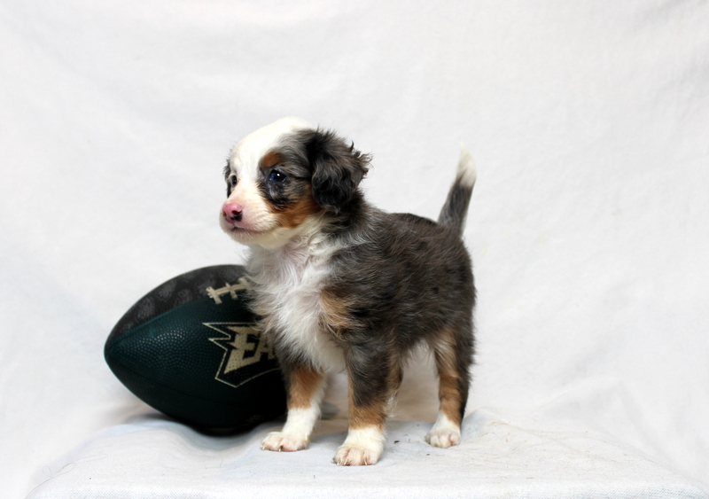 puppy, for, sale, Mini Bernedoodle F2, Matthew B. Stoltzfus, dog, breeder, Gap, PA, dog-breeder, puppy-for-sale, forsale, nearby, find, puppyfind, locator, puppylocator, aca